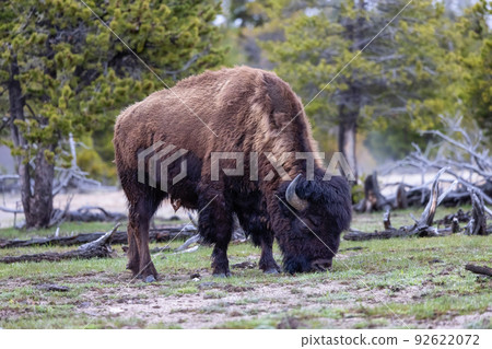 Bison eating grass in American Landscape. Yellowstone National Park 92622072