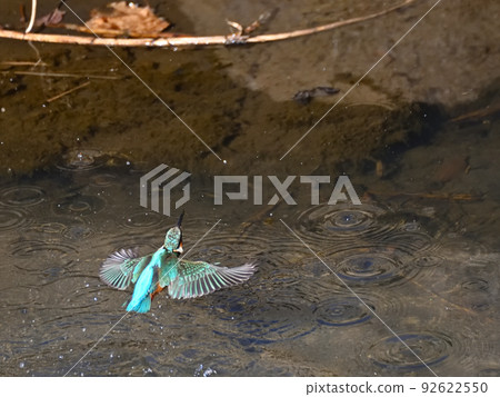 Kingfisher on the riverside. 92622550