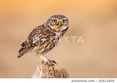 Little owl with larva in beak sitting on stump in autumn Little owl with larva in beak sitting on stump in autumn 92622609