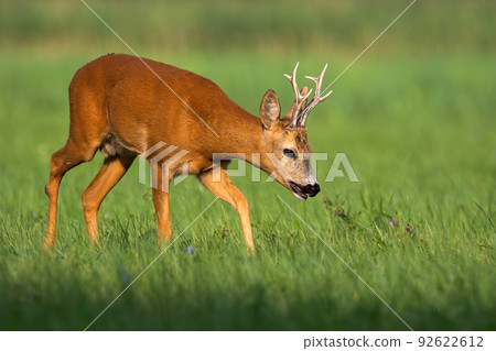 Roe deer walking on green meadow in summer nature. 92622612