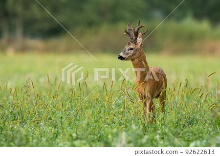 Red deer standing in long grass in summer with copy space 92622613