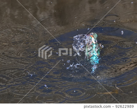 河邊的翠鳥。 92622989