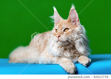 Curiosity longhair cat breed Maine Coon Cat. Portrait of red tabby animal lying down on light blue and green background and looks away. Studio shot. Curiosity longhair cat breed Maine Coon Cat. Portrait of red tabby animal lying down on light blue and green background and looks away. Studio shot. 92623739