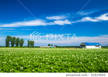 Shari Town, Hokkaido Potato field with blue sky and blooming flowers 92624069