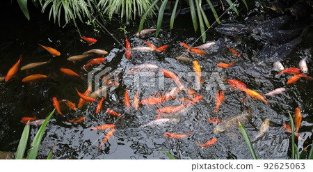 Koi Karp in a pond, busy during feeding time Koi Karp in a pond, busy during feeding time 92625063