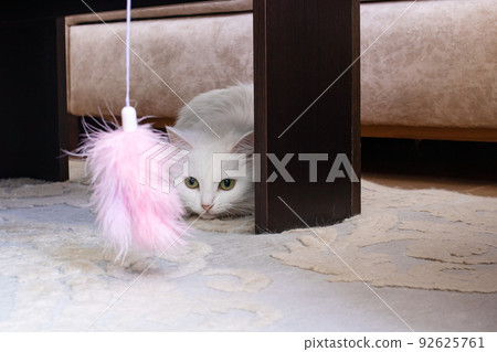 White fluffy cat playing with a toy 92625761