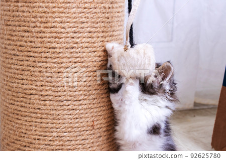A little kitten plays with a scratching post A little kitten plays with a scratching post 92625780