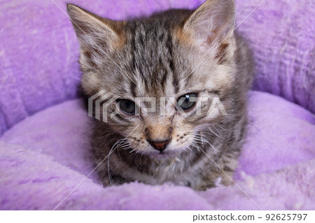Small gray kitten with sore eyes closeup 92625797