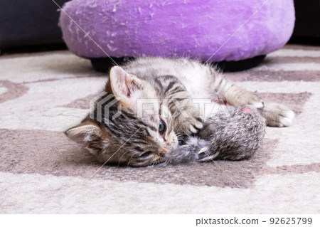 Little Grey Kitten Playing with Toy Mouse 92625799