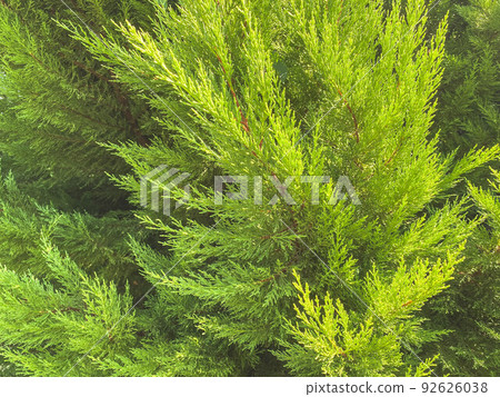 fresh plants. bush with green leaves. exotic tree in a hot, tropical country. bushes in the park, evergreen spruce, natural texture 92626038