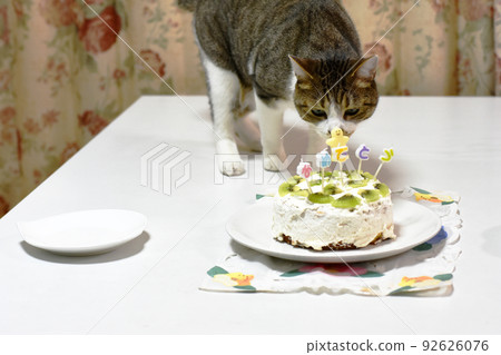 [Protection cat] 2nd birthday 92626076