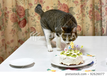 [Protection cat] 2nd birthday 92626077