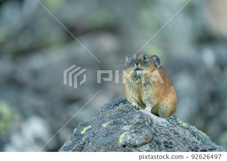 Ezo pika 在面向左側的碎石上冥想 Ezo pika 在面向左側的碎石上冥想 92626497
