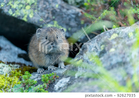 A baby Ezo pika with a fluffy fur that appeared facing forward from the wind hole 92627035
