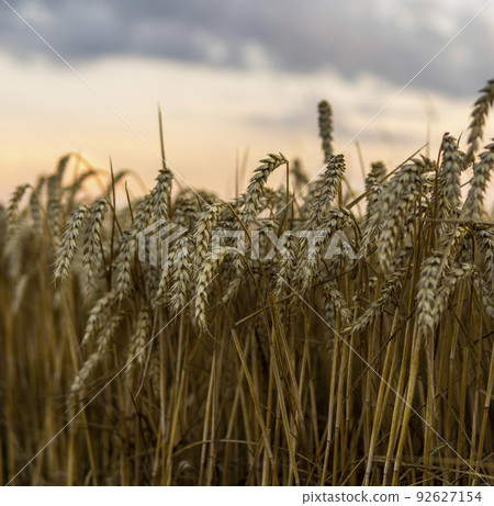 Golden wheat field under a setting sun.Organic golden ripe ears of wheat on agricultural field. Golden wheat field under a setting sun.Organic golden ripe ears of wheat on agricultural field. 92627154