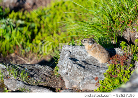 Ezo pika meditating in the green grass of plants 92627196