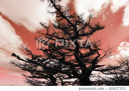Deciduous conifers Karamatsu from the train window Deciduous conifers Karamatsu from the train window 92627352