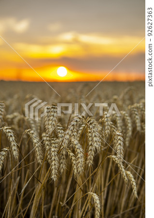 Agricultural field in a sunset. Golden ears of wheat on a field. Agriculture. Harvest. Agricultural field in a sunset. Golden ears of wheat on a field. Agriculture. Harvest. 92627363