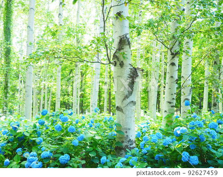 豐平公園北海道白樺林和繡球花的壯麗景色 92627459