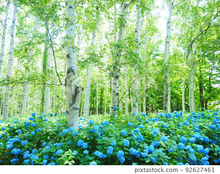 豐平公園北海道白樺林和繡球花的壯麗景色 豐平公園北海道白樺林和繡球花的壯麗景色 92627461
