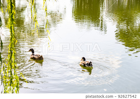 Ducks on the pond Ducks on the pond 92627542