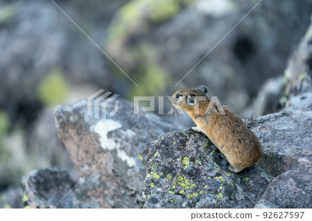Ezo pika meditating in the summer scree, facing left 92627597