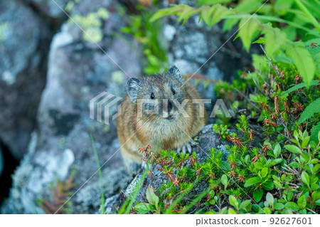A pika facing the front on a scree field with alpine plants 92627601