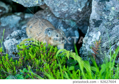 Ezo pika walking on a scree field with alpine plants Ezo pika walking on a scree field with alpine plants 92627604
