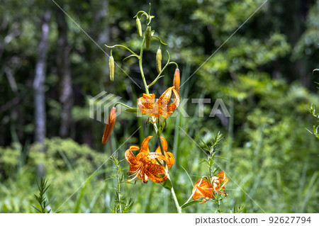 Tiger lilies blooming on the plateau 1 Tiger lilies blooming on the plateau 1 92627794