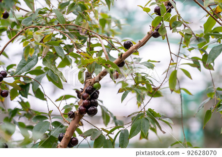 滋賀縣草津市水之森水上植物園溫室蓮花大樓內種植的Jabuticaba果實 92628070