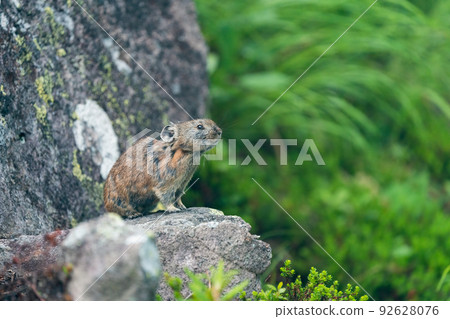 Ezo pika meditating in a green scree of alpine plants Ezo pika meditating in a green scree of alpine plants 92628076