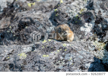 A baby pika fights sleepiness in a summer scree A baby pika fights sleepiness in a summer scree 92628077