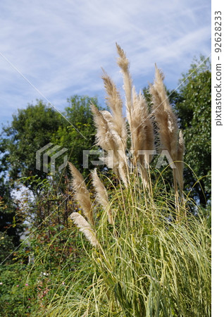 Pampasgrass Pampasgrass 92628233