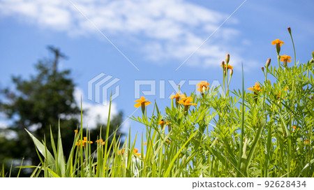 Marigold and blue sky 3 Marigold and blue sky 3 92628434