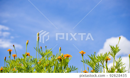 Marigold and blue sky 4 Marigold and blue sky 4 92628435