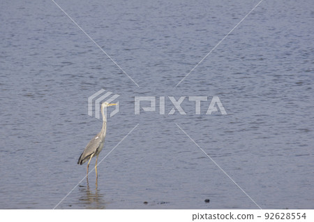At the mouth of the river at dusk in summer. 92628554