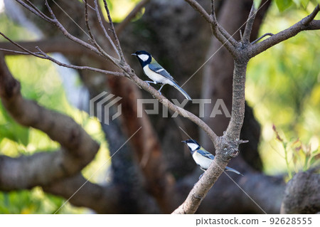 EOS5D. A friendly tit in Hiroshima city. 92628555