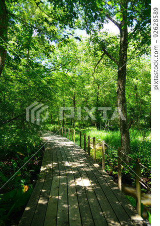A path in a cool summer grove - Hakone Botanical Garden 92628589