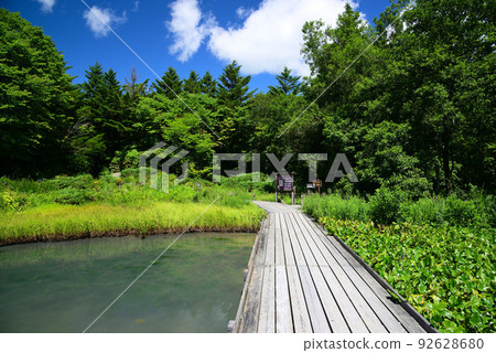 Refreshing summer Hakone Botanical Garden 92628680