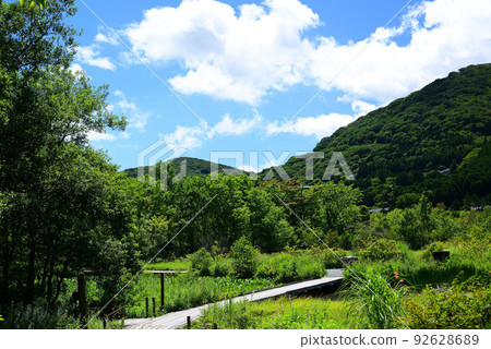 夏日清爽的箱根植物園 92628689