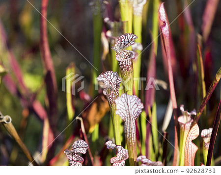 肉食性植物 sarracenia 92628731