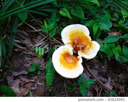 young Ganoderma lucidum young Ganoderma lucidum 92628991