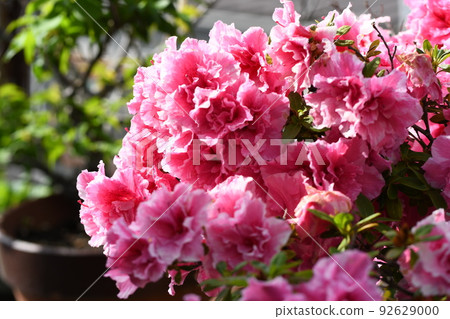 Pink azaleas bathed in sunlight [April] 92629000