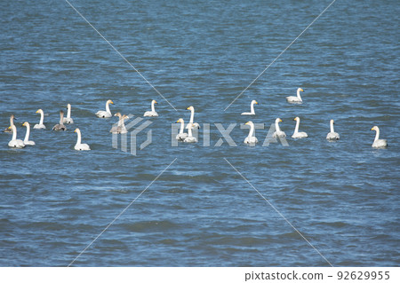 Cygnus enjoying swimming in the sea 92629955