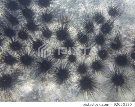 迪亞德馬 92630150