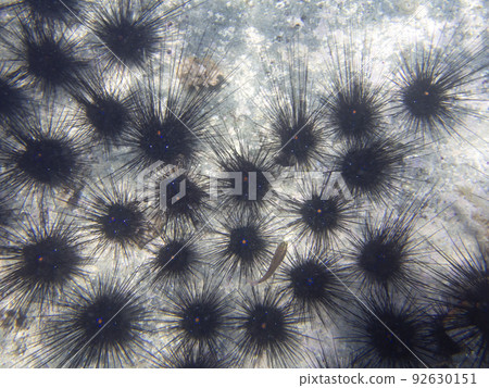 迪亞德馬 92630151