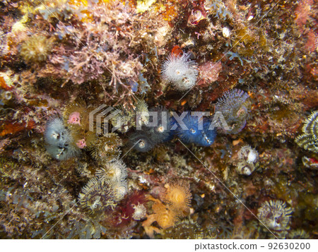 大旋鰓蟲 92630200