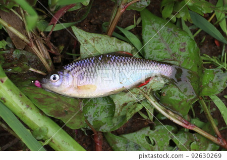 Spearfish caught (Niigata Prefecture) 92630269