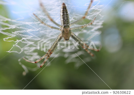 蜘蛛網 蜘蛛網 92630622