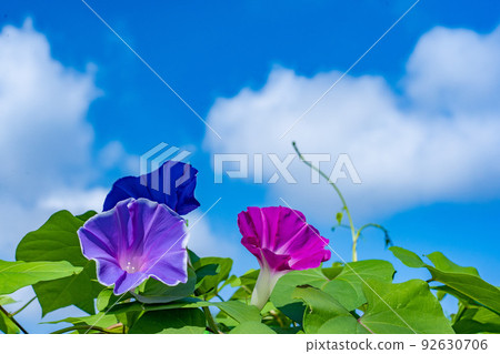 Morning glory and summer sky Morning glory and summer sky 92630706